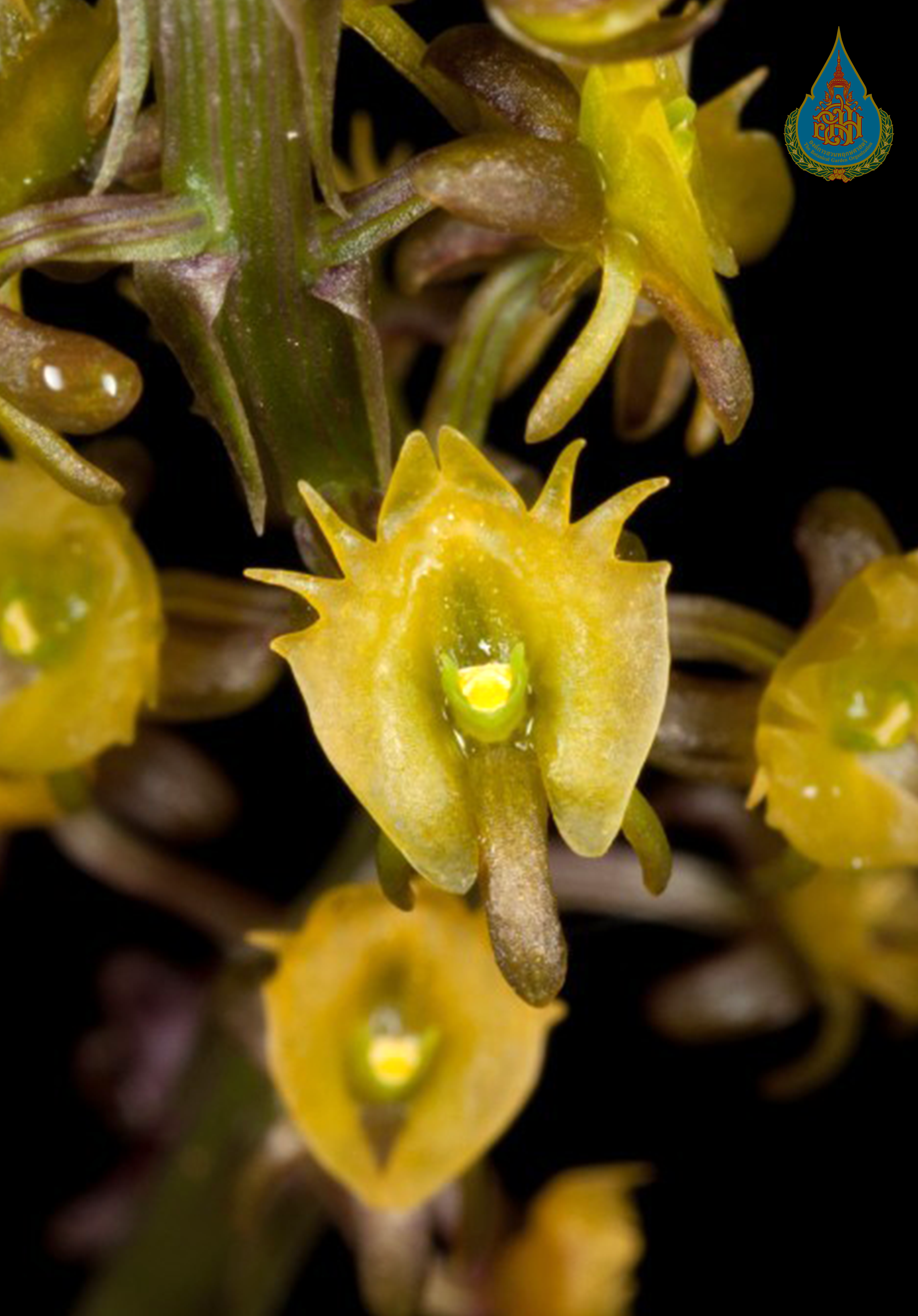 ภาพที่1 Crepidium micranthum (Hook.f.) Szlach.